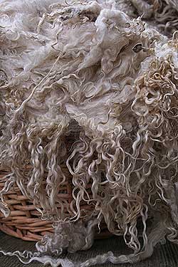 Raw wool Teeswater fleece